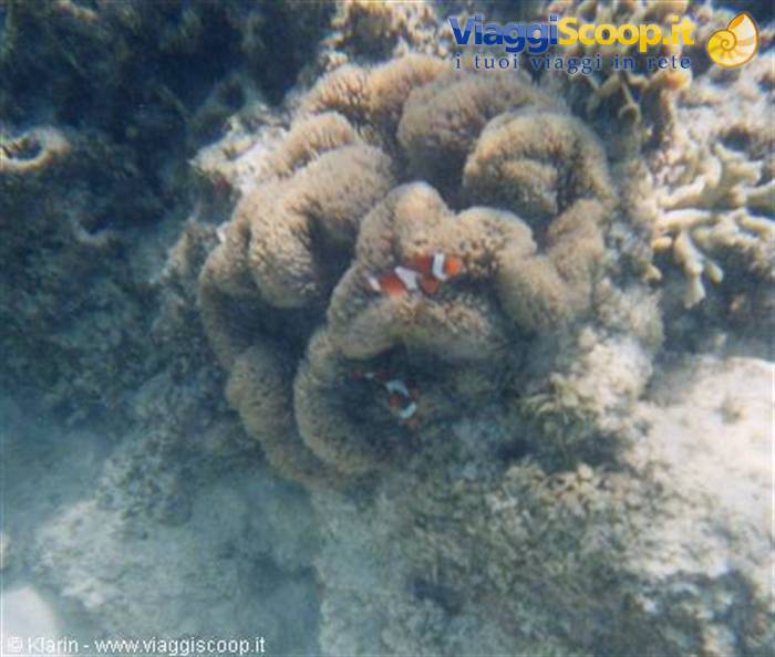 Snorkeling - clown fish