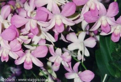 Orchids at Changi Airport