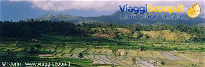 Rice fields of Tirta Gangga