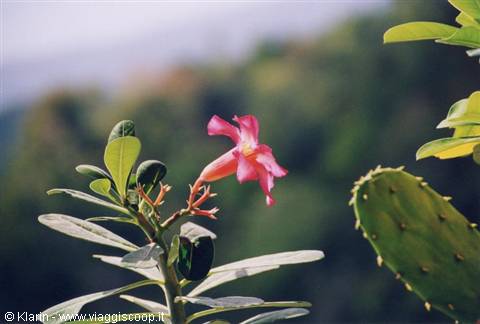Pink flower beside a prickly pear cactus, natural light, blurred green background