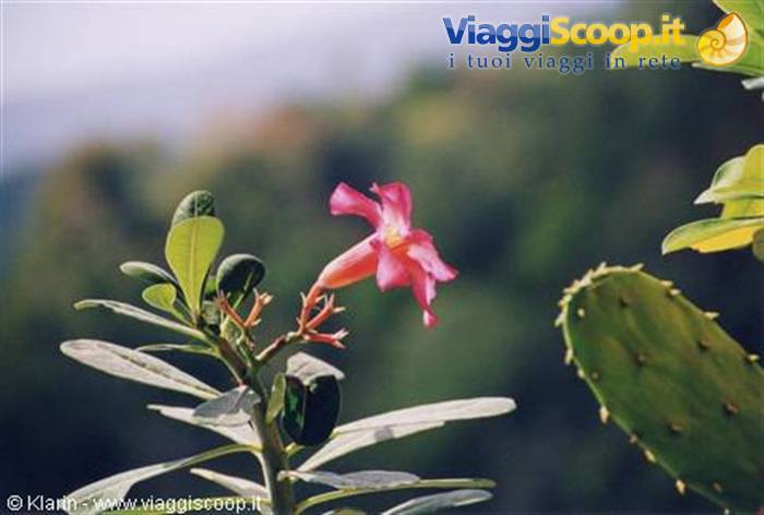 Pink flower beside a prickly pear cactus, natural light, blurred green background