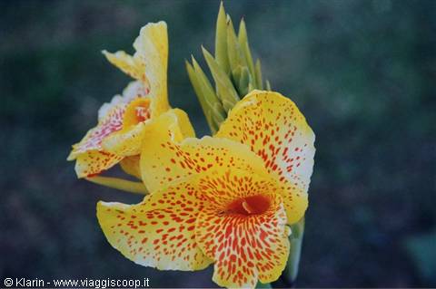 Yellow canna flower spotted with red, green bud, blurred background