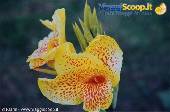 Yellow canna flower spotted with red, green bud, blurred background