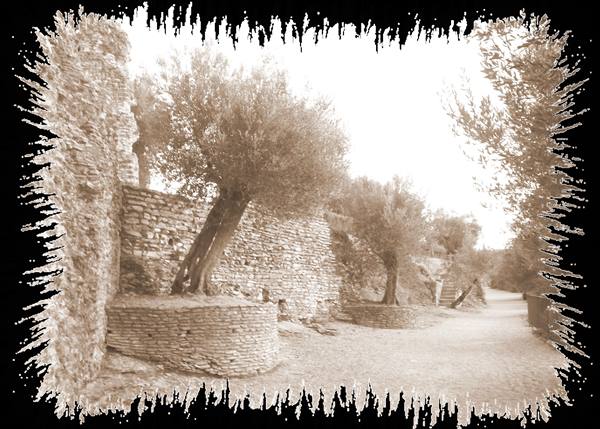 Old olive trees beside dry-stone walls, sepia-toned photograph