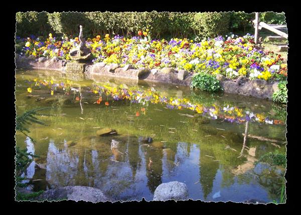 Pond with small fish surrounded by stones and colorful flowerbeds