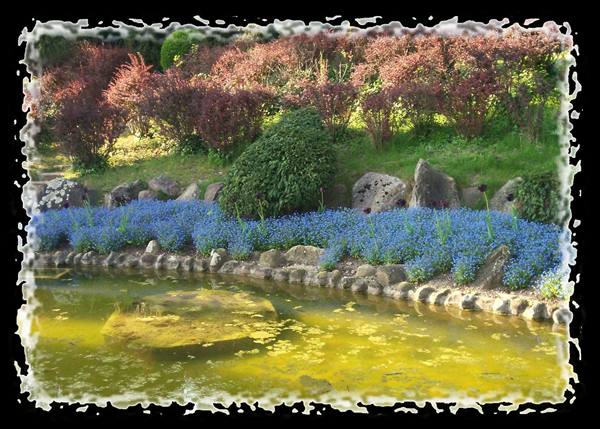 Pond with water lilies and stones, blue forget-me-not beds among red shrubs