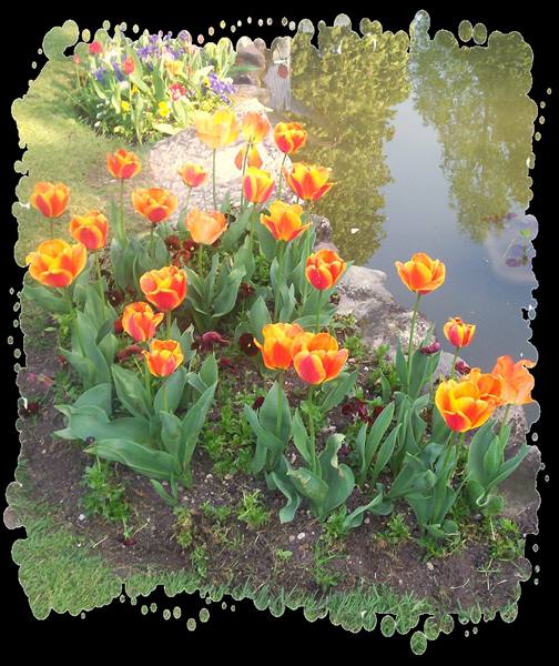 Orange tulips blooming on the grassy bank of a pond