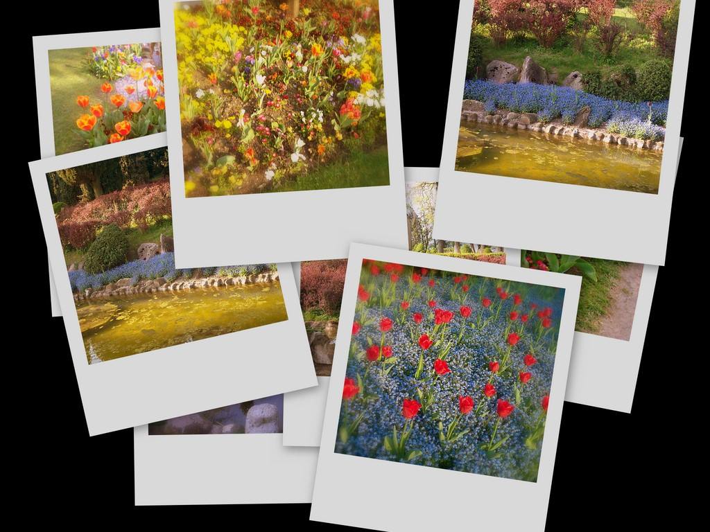 Polaroid prints of colorful flowers and ponds in a garden