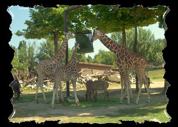 Three giraffes eating hay from a hanging feeder, antelopes in sunlight