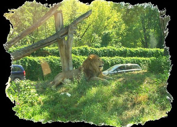 Male lion resting by a fallen trunk, cars passing in the safari park