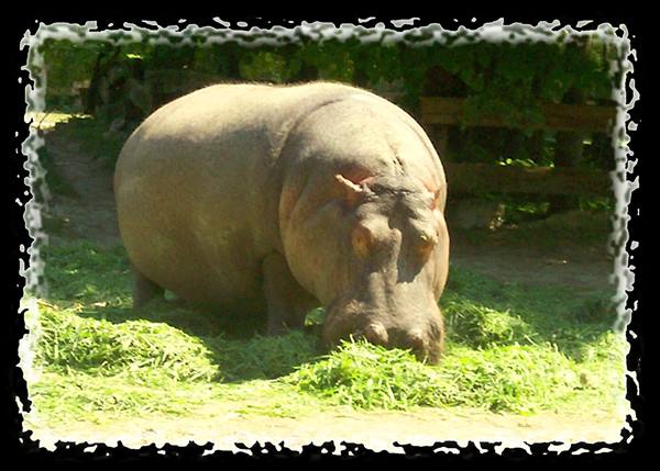 Hippo grazing on green grass in sunlight near a wooden fence