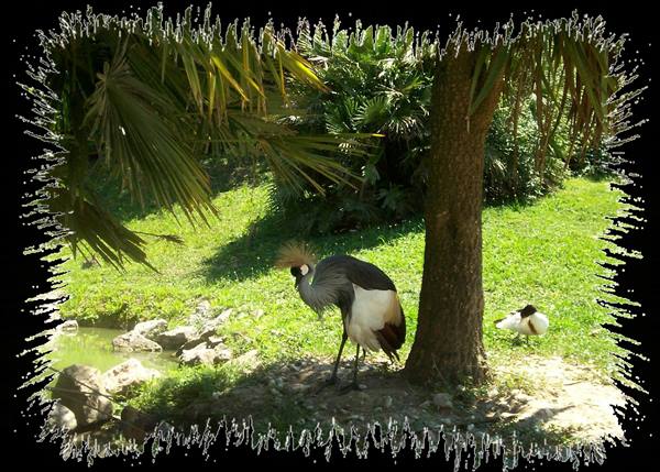 Grey crowned crane preening under a tree, a pelican nearby, sunny green lawn