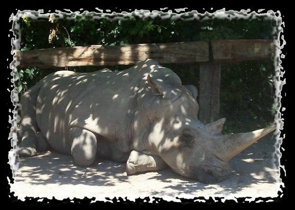 Rhinoceros lying in the shade of a wooden fence on sand