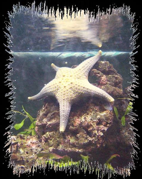 White starfish clinging to rocks in a tank, with green seaweed
