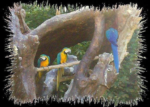Three blue-and-yellow macaws perched on a dry tree trunk