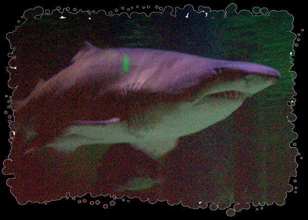 Shark swimming in dark tank, greenish water lights its fins