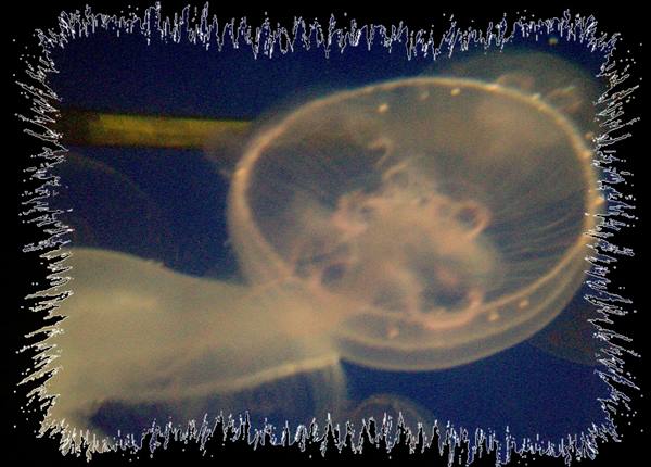 Translucent jellyfish with glowing bell swims in blue tank