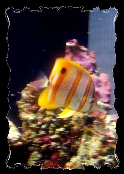 Orange-striped butterflyfish swims among corals in an aquarium