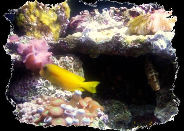 Yellow fish swims among corals and anemones in a marine aquarium