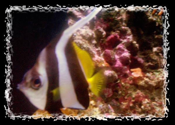 Longfin bannerfish swims among pink and red corals underwater