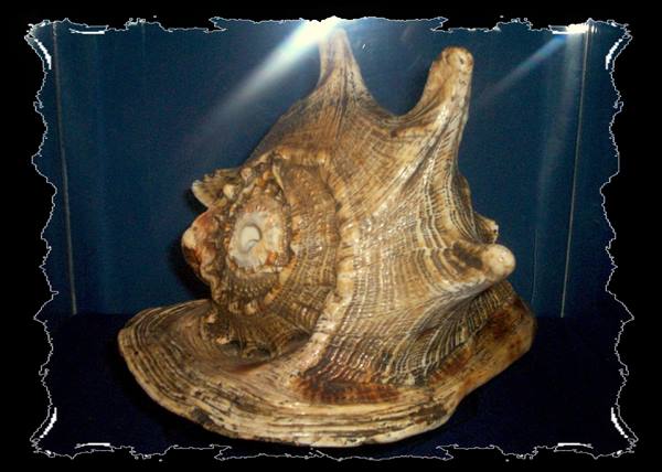 Large brown spiral seashell displayed in a lit glass case