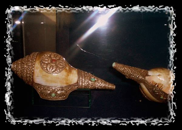Tibetan ritual conch shells with engraved metal mounts in a museum case