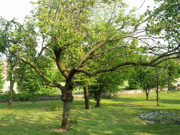 Gnarled tree in a green meadow, morning light