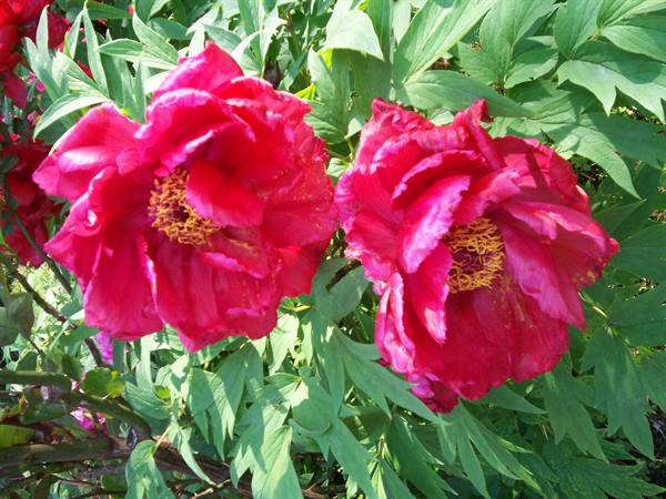Two red peony flowers with yellow stamens among green leaves