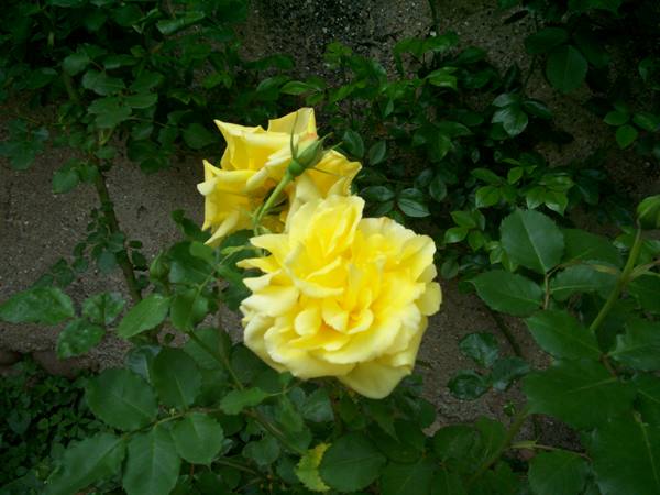 Two yellow roses blooming among green leaves, stone wall behind