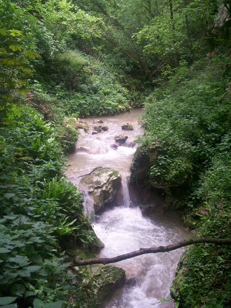 Small stream cascading over limestone rocks amid dense green woodland