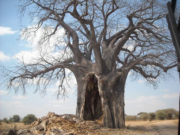 tarangire