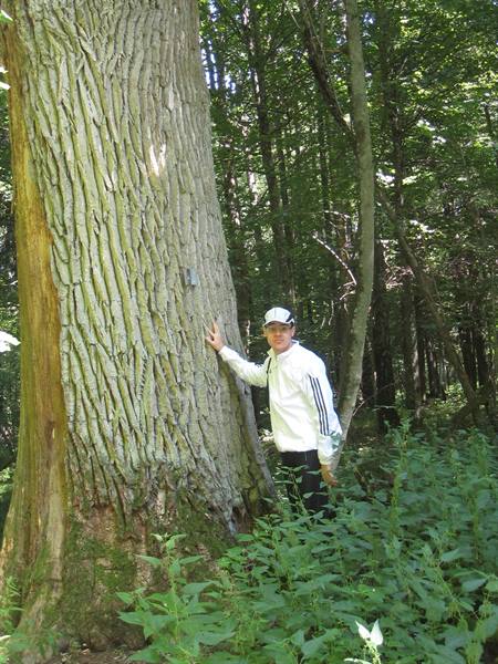 AMONG THE OAKS