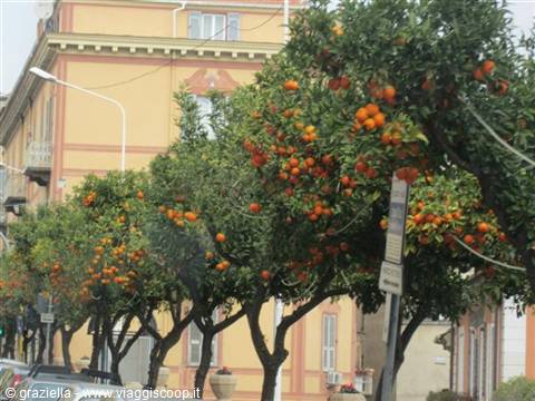 MANDARINS