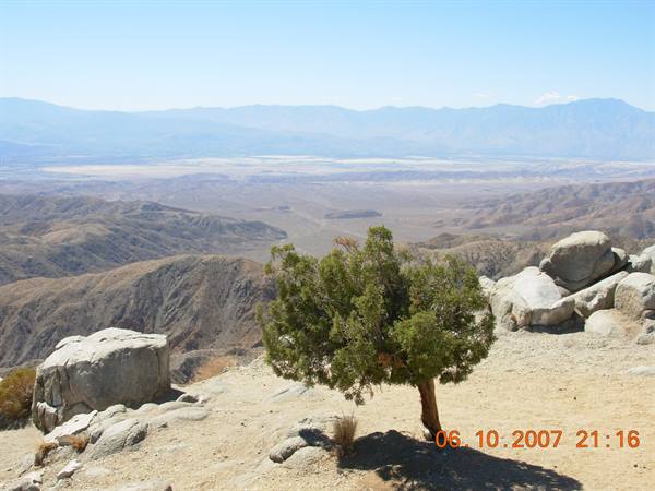 Juniper among granite boulders above Coachella Valley, Joshua Tree