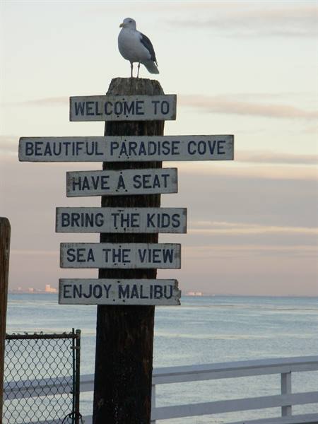 Seagull perched on the wooden Paradise Cove sign in Malibu