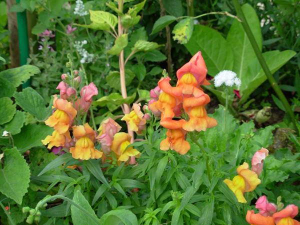 Orange and yellow snapdragon flowers blooming among green leaves in a garden