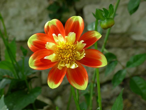 Red and yellow dahlia flower in front of a stone wall
