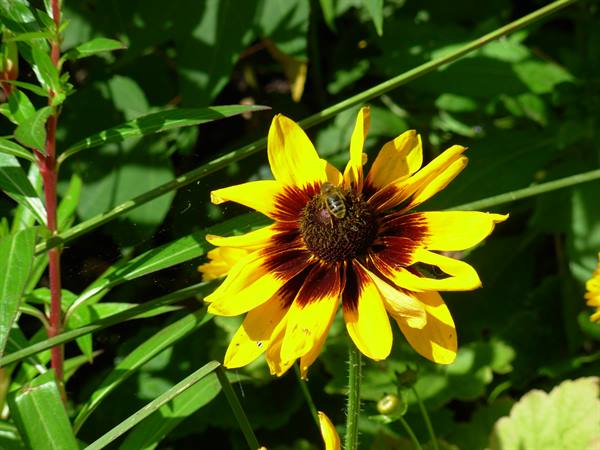 A bee on a yellow rudbeckia with brown center among green leaves