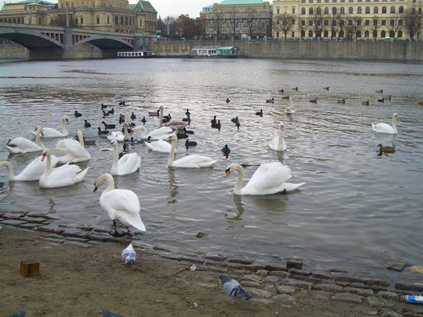 Swans in Prague