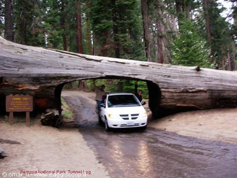 Sequoia National Park, Tunnel Log