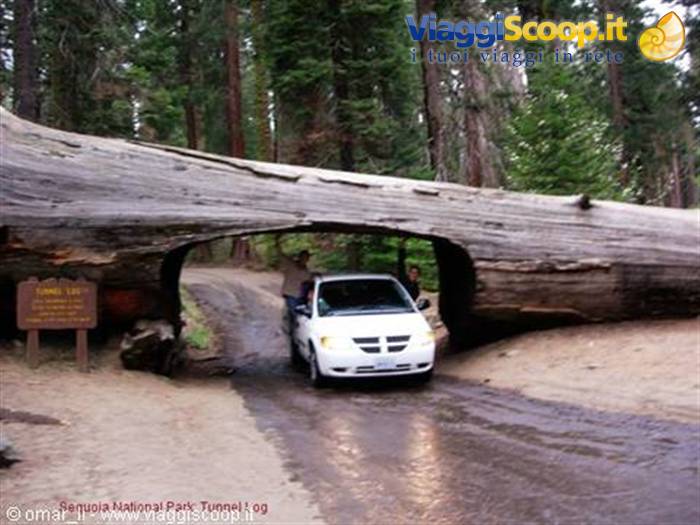 Sequoia National Park, Tunnel Log