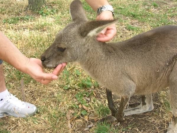 A kangaroo eats from a visitor's hand on dry grass