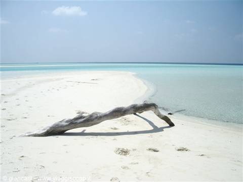 log on the desert island