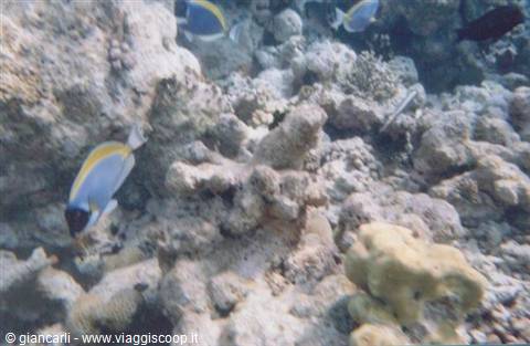 some fish