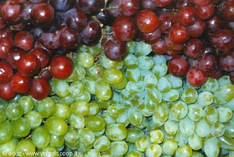 Kuala Lumpur - Flowers, Fruits and Colors