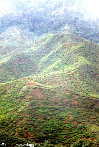 Cameron Highlands