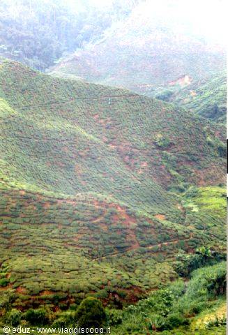 Cameron Highlands