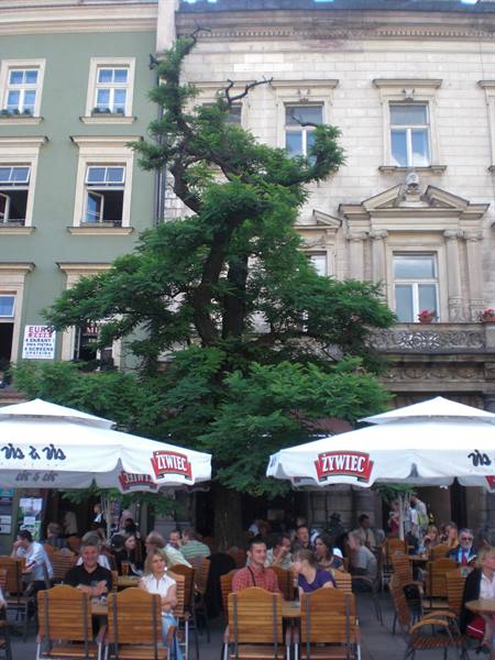 Cracow - Main Market Square (Rynek Glowny) - Bar