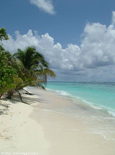 Leaning palms over white sand and turquoise water, tall clouds above