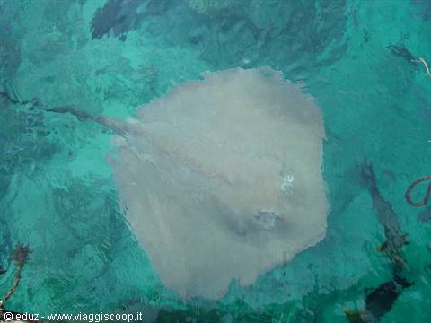A stingray swims in turquoise water, seen from above